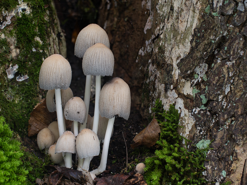 Coprinellus micaceus